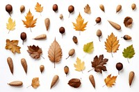 Nut backgrounds leaves plant. AI generated Image by rawpixel.