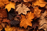 Backgrounds leaves plant maple