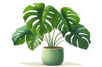 Plant leaf white background houseplant. 