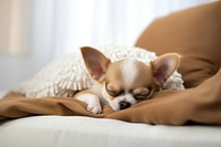 Dog chihuahua sleeping blanket. AI generated Image by rawpixel.