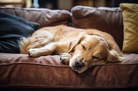 Sleeping dog retriever furniture. 