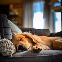 Sleeping dog retriever furniture. 