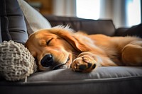 Sleeping dog retriever furniture. 