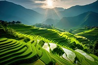 Agriculture landscape panoramic sunlight. 