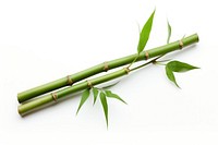 Bamboo plant white background freshness.