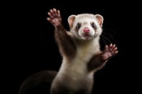 Animal mammal rodent ferret. 