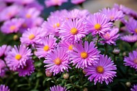 Aster outdoors blossom flower. 