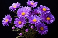 Aster blossom flower purple. AI generated Image by rawpixel.