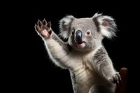 Wildlife animal koala mammal. 