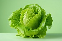 Vegetable lettuce plant food. 