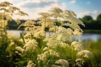 Landscape outdoors blossom nature. 