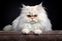 Persian cat mammal animal pet. 