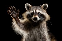 Raccoon wildlife animal mammal. AI generated Image by rawpixel.