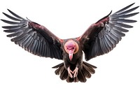 Vulture flying animal condor. AI generated Image by rawpixel.