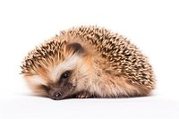Cute Hedgehog hedgehog porcupine animal. AI generated Image by rawpixel.