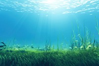 Underwater outdoors nature grass. 