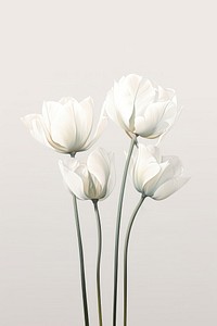 Flower plant white tulip. 