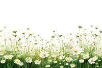 Flower daisy field backgrounds. 