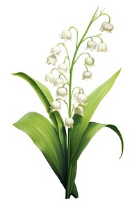 Flower plant white amaryllidaceae. AI generated Image by rawpixel.