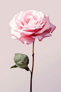 Flower rose blossom petal. AI generated Image by rawpixel.