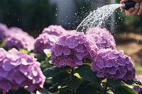 Hydrangea watering outdoors flower. 