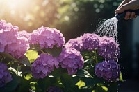 Hydrangea watering outdoors flower. AI generated Image by rawpixel.