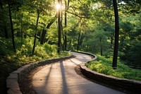 Landscape sunlight outdoors woodland. 