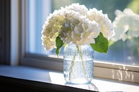 Window jar windowsill hydrangea. 