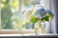 Window windowsill hydrangea plant. 