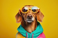 Glasses sunglasses dachshund portrait. 