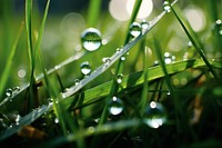 Grass outdoors nature plant. 