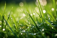 Grass outdoors nature plant. 