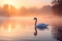 Swan landscape outdoors nature. AI generated Image by rawpixel.