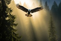 Flying tree outdoors vulture. AI generated Image by rawpixel.