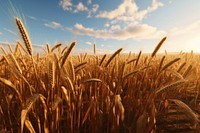 Field wheat agriculture outdoors. AI generated Image by rawpixel.