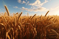 Field wheat agriculture outdoors. 