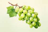 Grapes fruit plant green. 