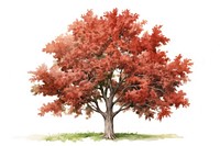 Tree plant maple red. AI generated Image by rawpixel.