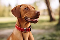 Collar dog outdoors mammal. 