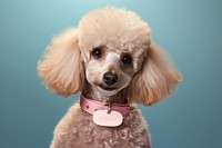 Poodle animal mammal collar. AI generated Image by rawpixel.