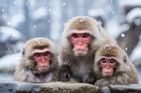 Monkey wildlife portrait animal. AI generated Image by rawpixel.