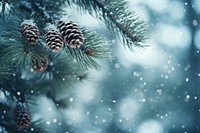Pine tree snow backgrounds snowflake