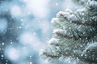 Pine tree snow backgrounds snowflake. AI generated Image by rawpixel.