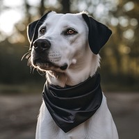 Dog outdoors bandana animal. 