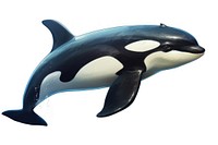 Animal mammal orca fish, digital paint illustration. AI generated image