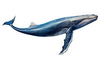 Whale animal mammal fish, digital paint illustration. AI generated image