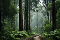 Forest land vegetation landscape