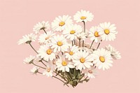 Flower daisy plant inflorescence. AI generated Image by rawpixel.