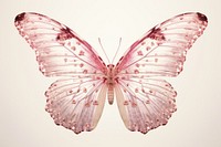 Butterfly animal insect pink. 