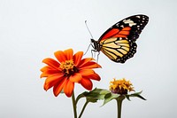 Butterfly flower insect animal. 